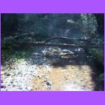 Tree Across Stream.jpg